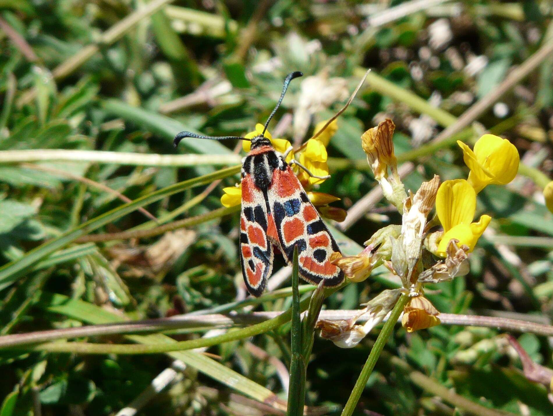 Image of Zygaena fausta Linnaeus 1767