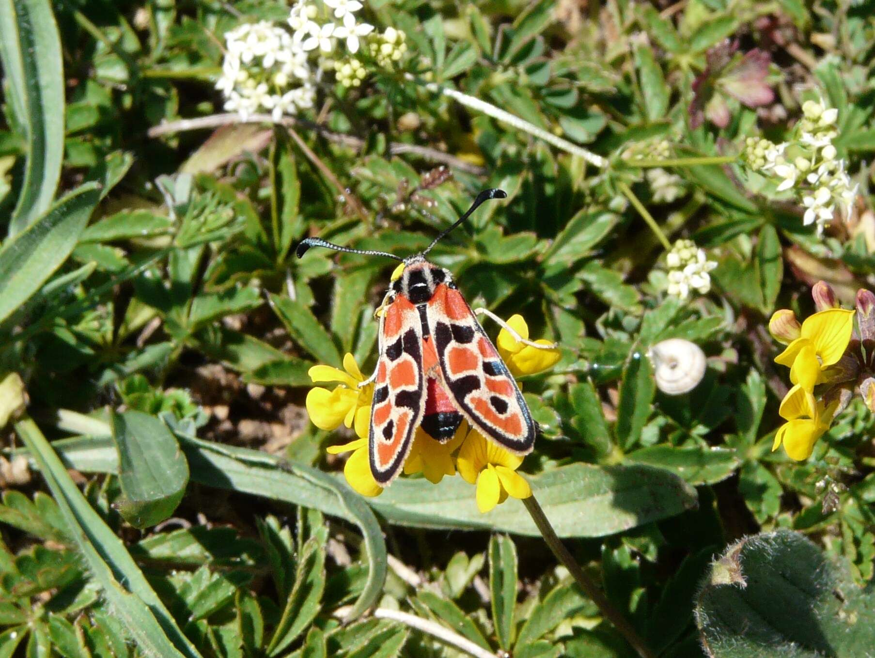 Image of Zygaena fausta Linnaeus 1767