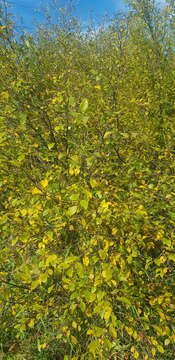 Image of Japanese elm