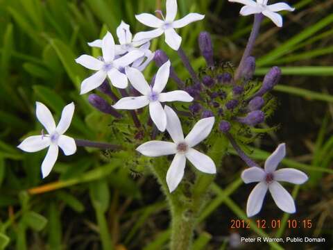 Image of Pentanisia prunelloides subsp. prunelloides