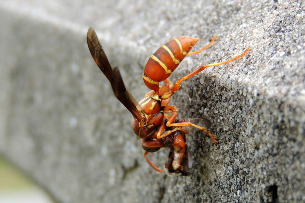 Image of Polistes bellicosus Cresson 1872