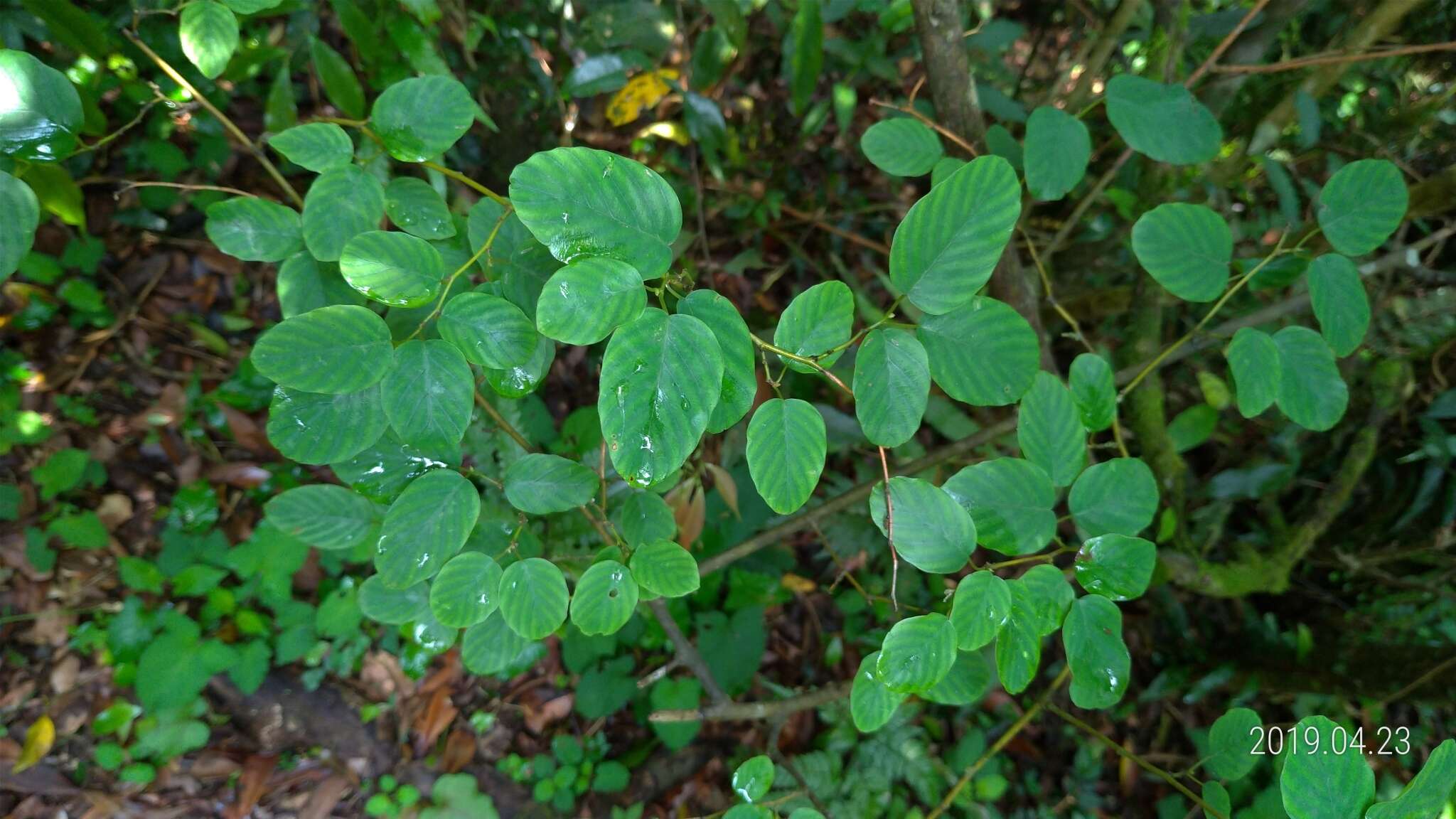 Image of Berchemia lineata (L.) DC.