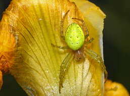 Image of Cucumber green spider