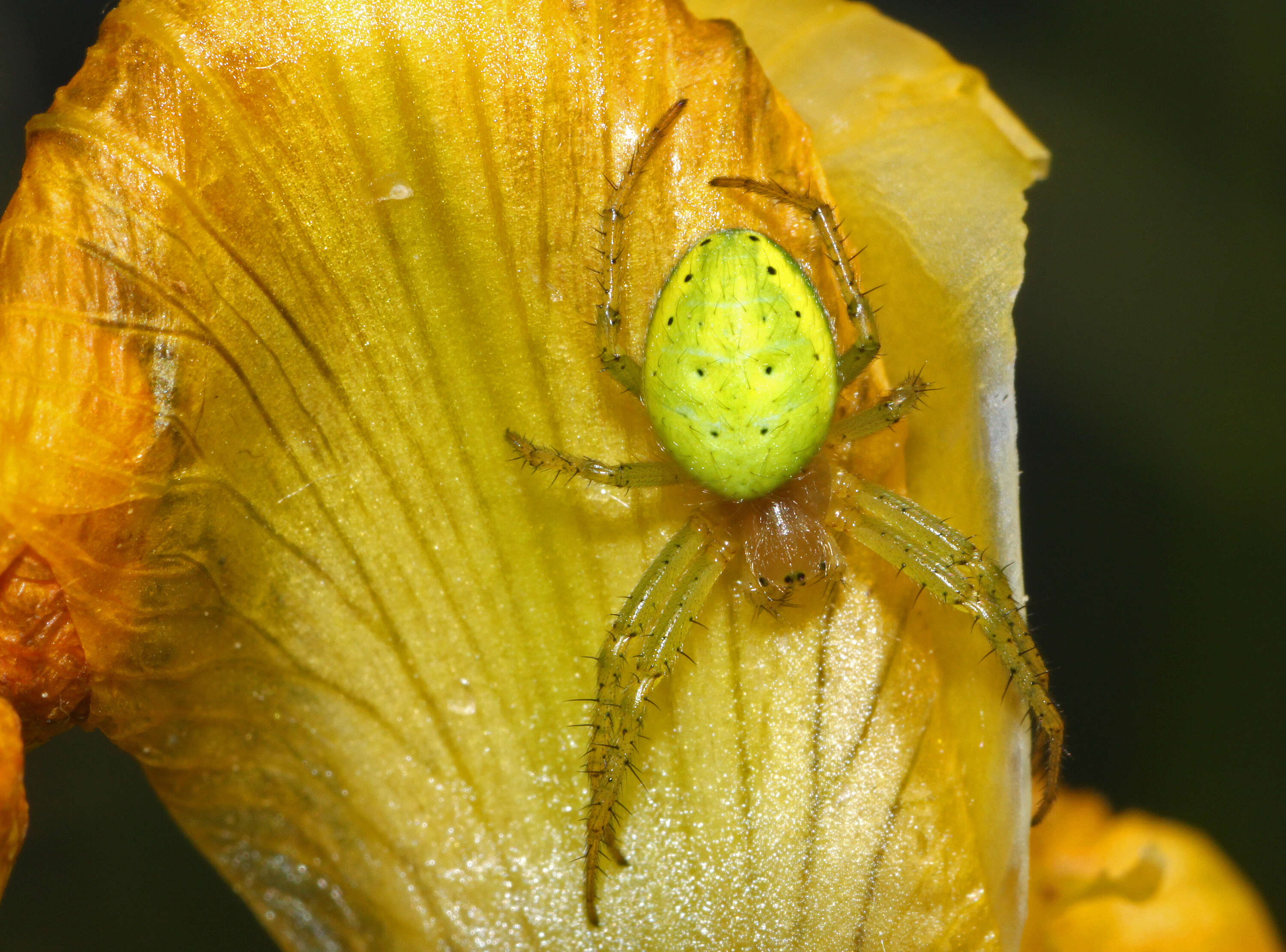 Image of Cucumber green spider