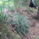 Image of curve-leaf yucca