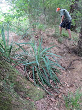 Image of curve-leaf yucca