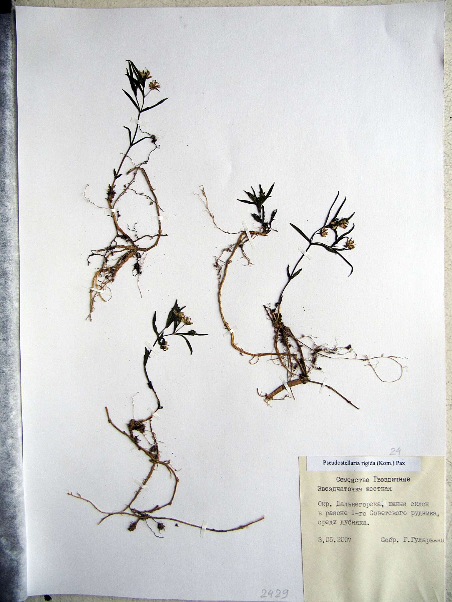Image of Pseudostellaria rigida (Kom.) Pax