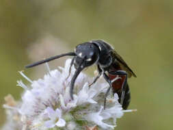 Image of Sapyga quinquepunctata (Fabricius 1781)