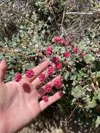 Image of redflower buckwheat