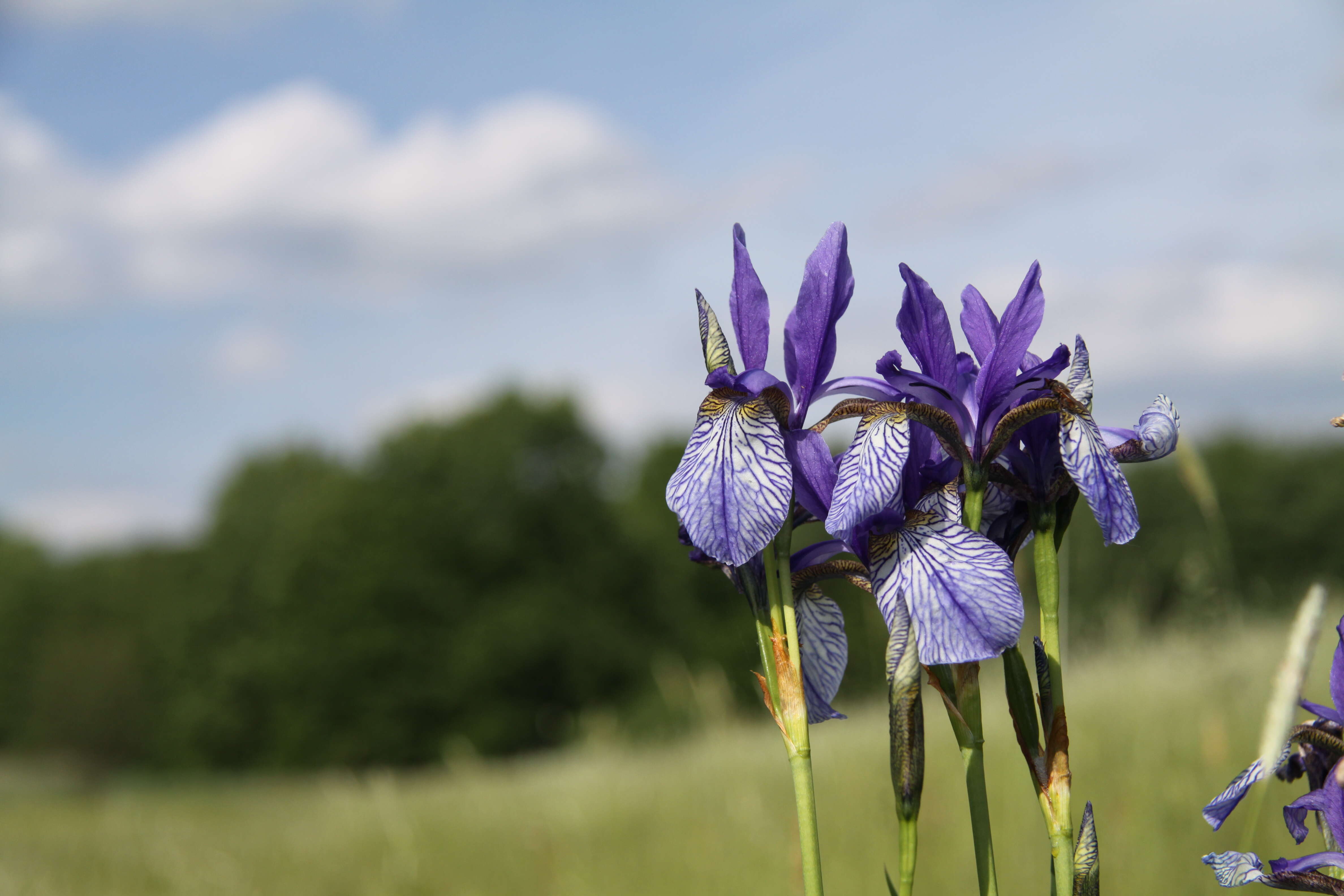 Image of German Iris