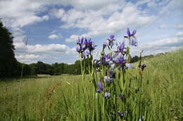 Image of German Iris