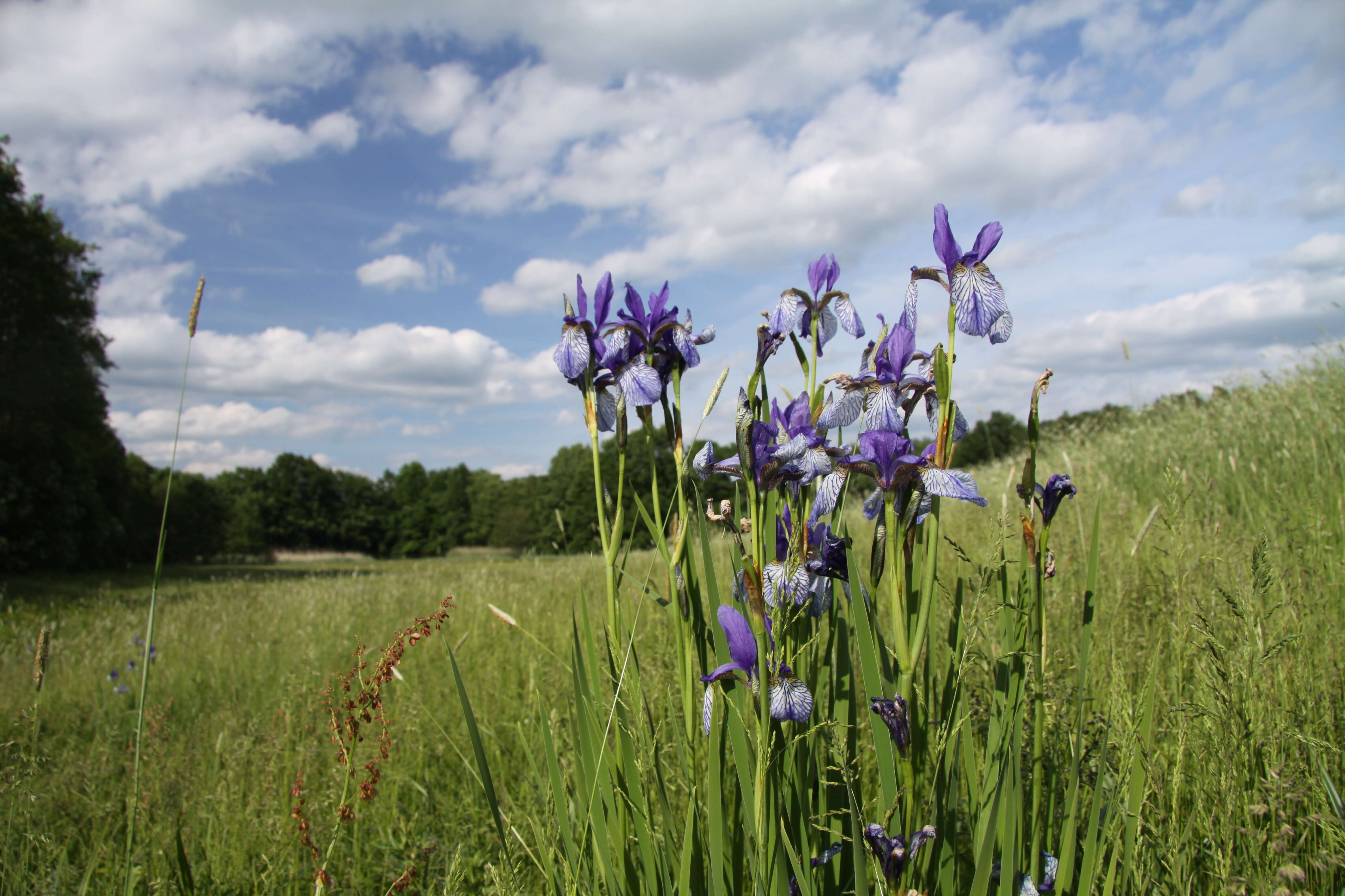 Image of German Iris