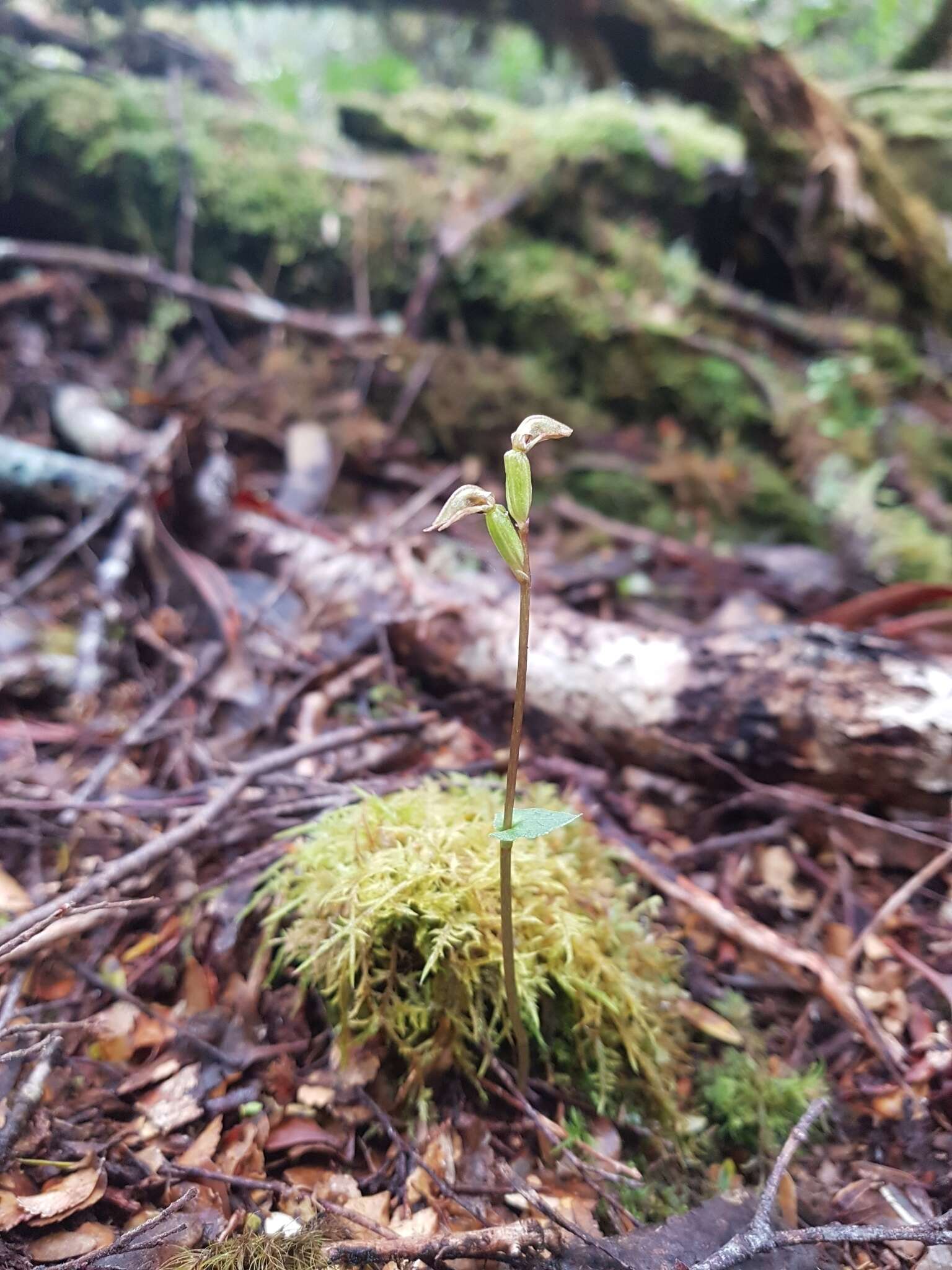 Image of Beech orchid