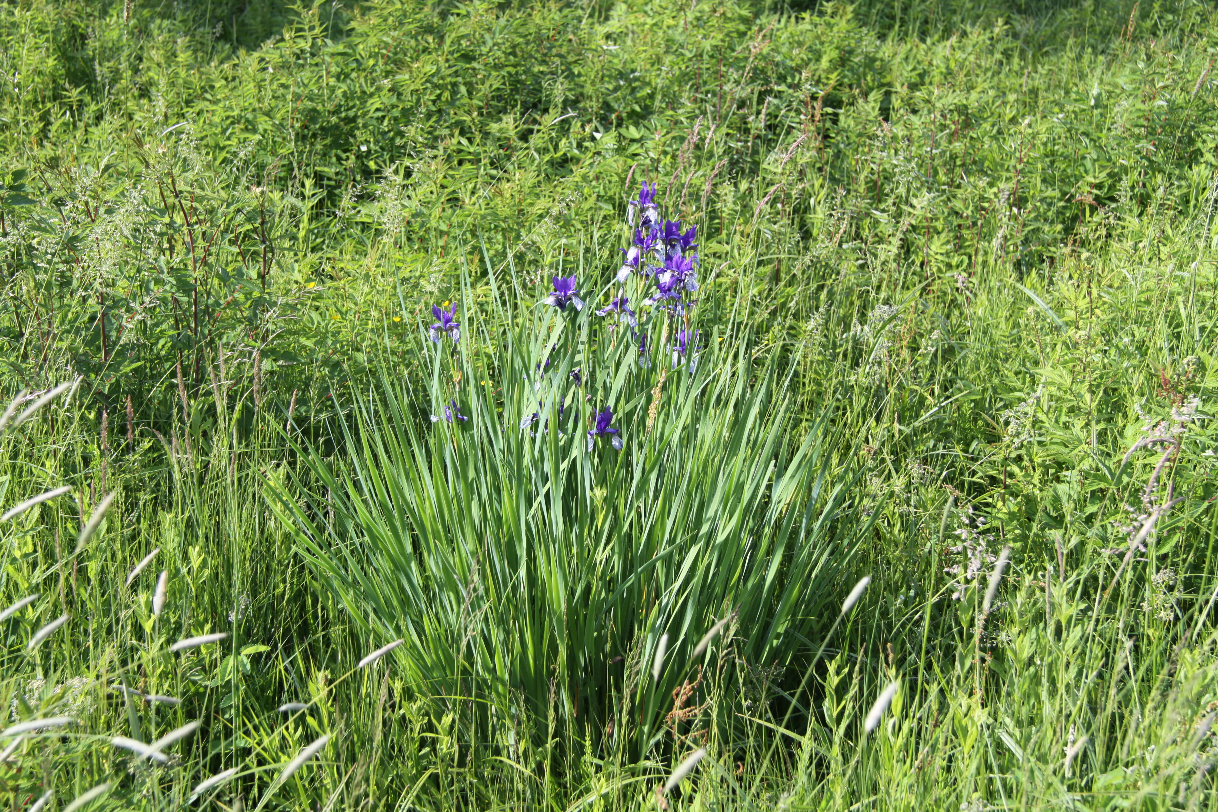 Image of German Iris