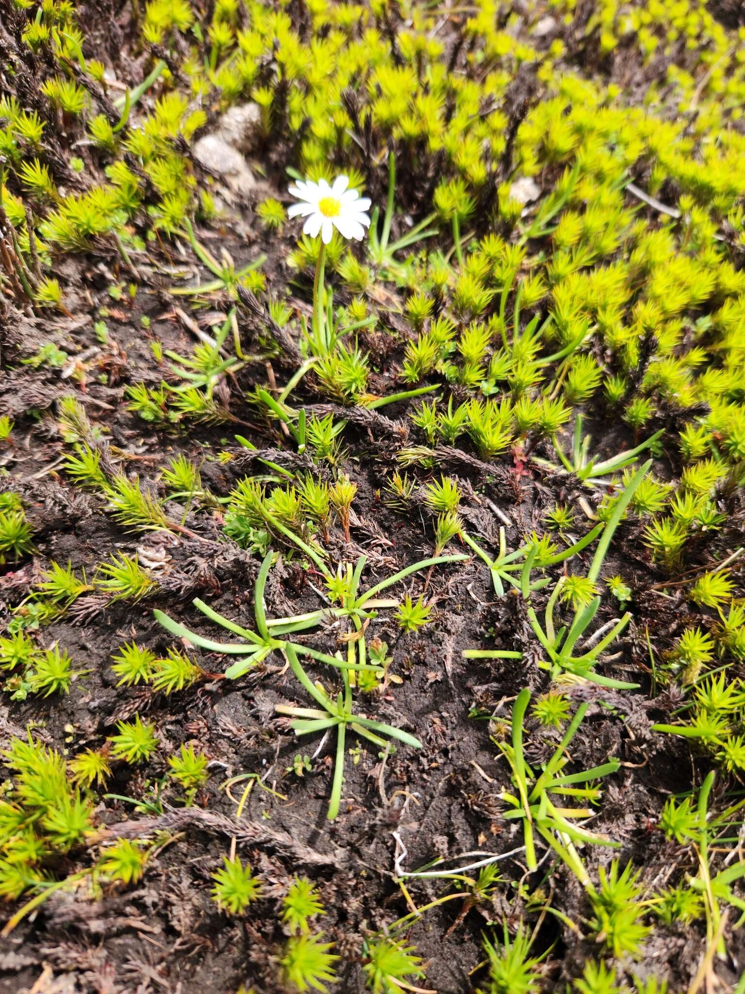 Image of <i>Brachyscome radicans</i>