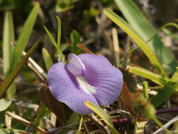 Image of spurred butterfly pea