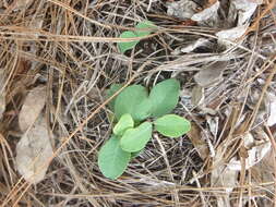 Слика од Euphorbia ipecacuanhae L.