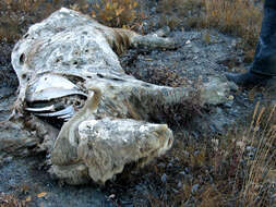 Image of muskox