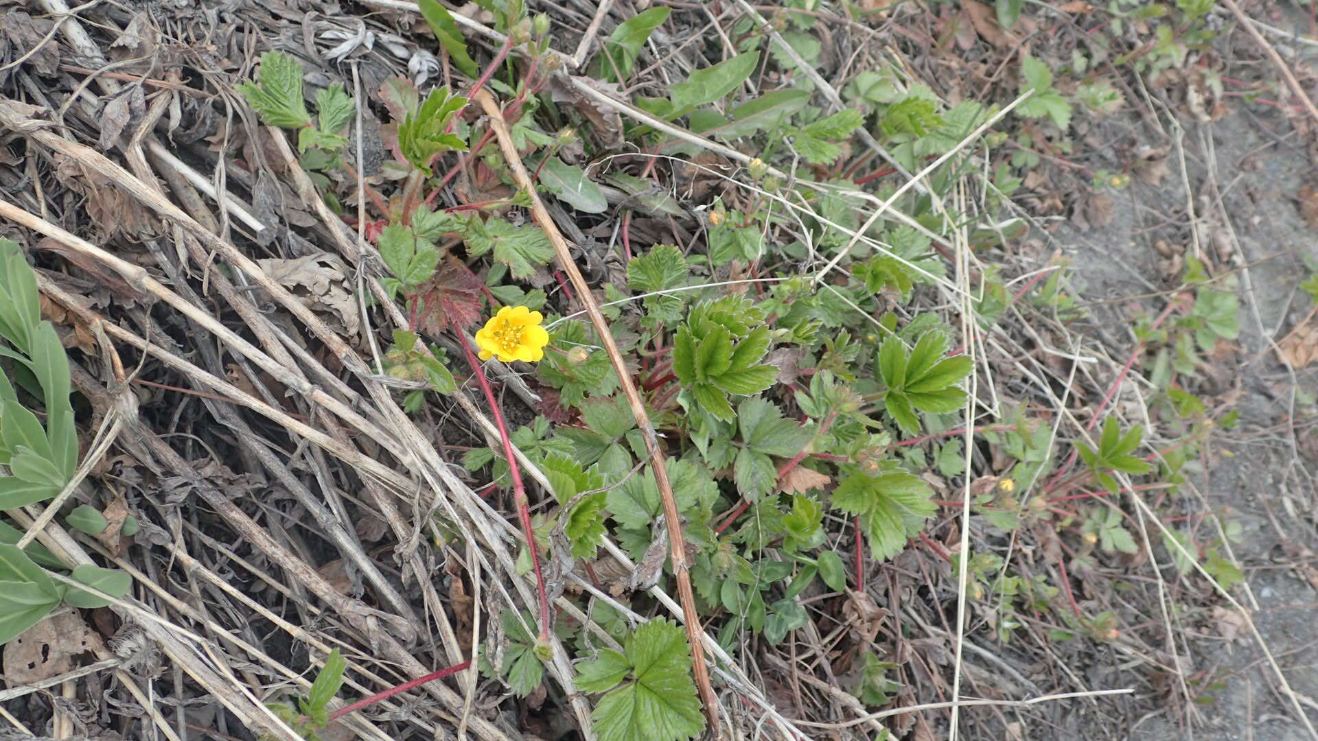 Imagem de Potentilla stolonifera Lehm. ex Ledeb.