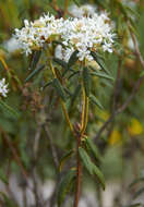 Imagem de Rhododendron tomentosum (Stokes) Harmaja