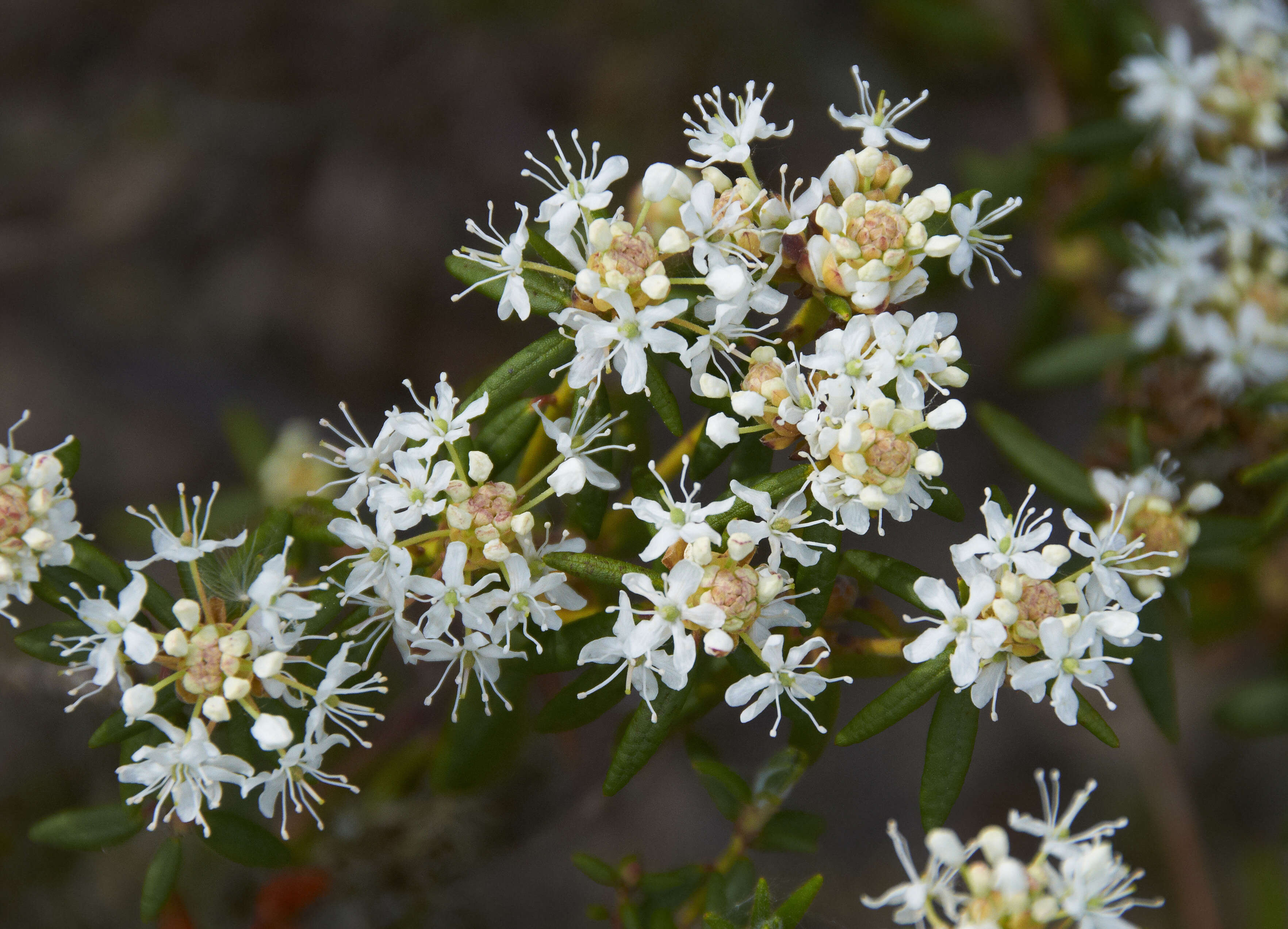 Imagem de Rhododendron tomentosum (Stokes) Harmaja