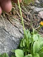 Image of Buek's Groundsel