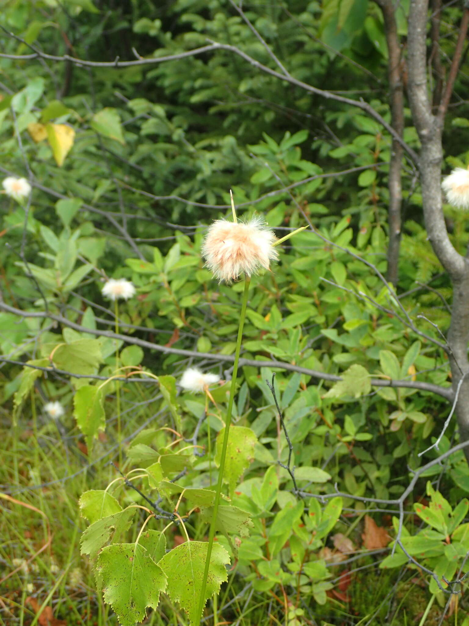 Image of Tawny Cotton-Grass