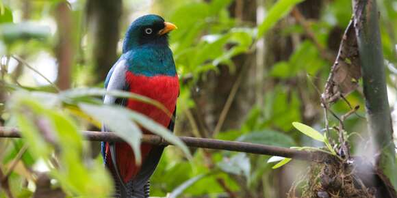 Imagem de Trogon clathratus Salvin 1866