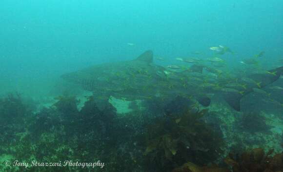 Image of Yellowtail horse mackerel