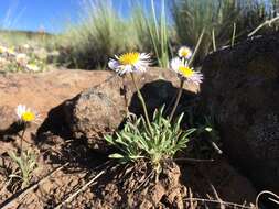 Image de Erigeron canus A. Gray