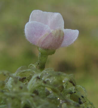 Image of Utricularia raynalii P. Taylor