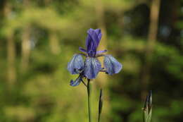 Image of German Iris