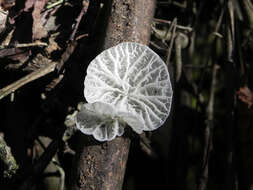 Image of Tetrapyrgos alba (Berk. & M. A. Curtis) E. Horak 1987