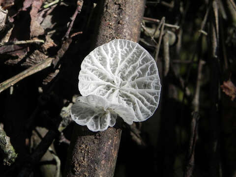 Image of Tetrapyrgos alba (Berk. & M. A. Curtis) E. Horak 1987