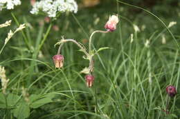 Image of Water Avens