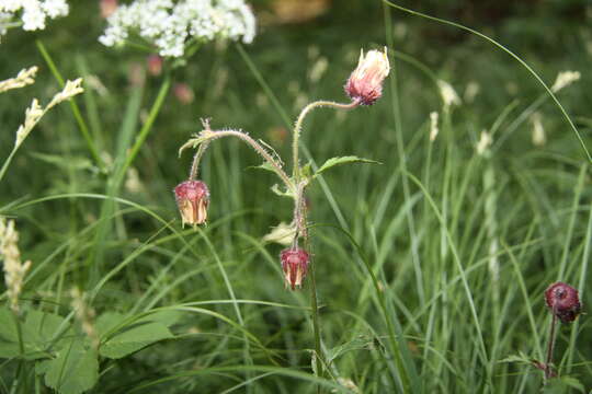 Image of Water Avens