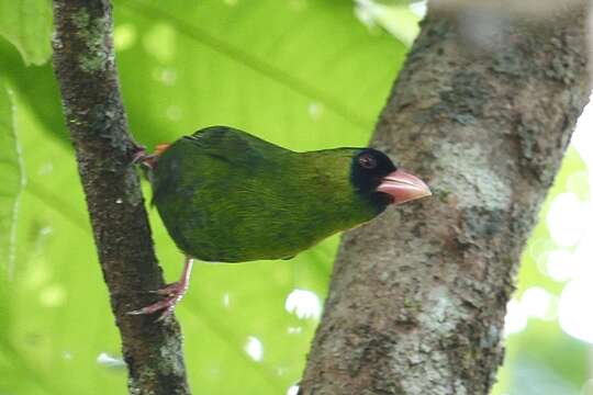 Image of Pink-billed Parrot-Finch