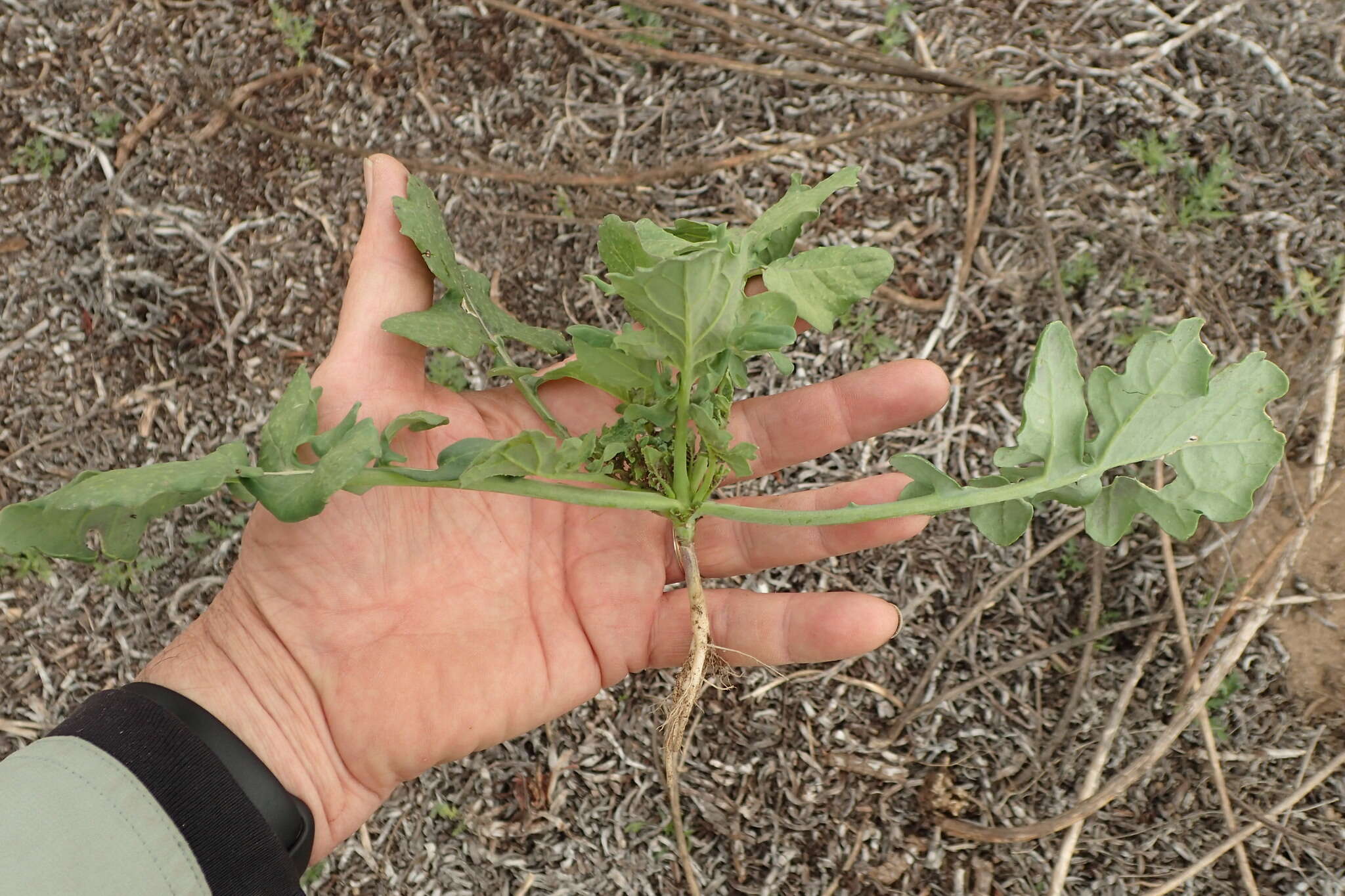 Image of Mediterranean cabbage