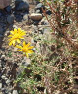 Image of Gorteria alienata (Thunb.) Stångb. & Anderb.