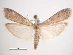 Image of Mediterranean Flour Moth