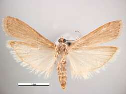 Image of Mediterranean Flour Moth