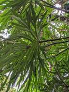 Image of Philodendron radiatum var. radiatum