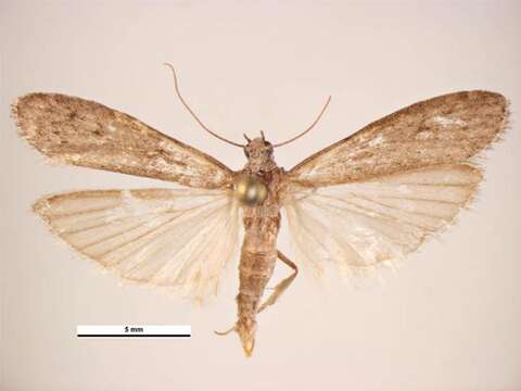 Image of Mediterranean Flour Moth