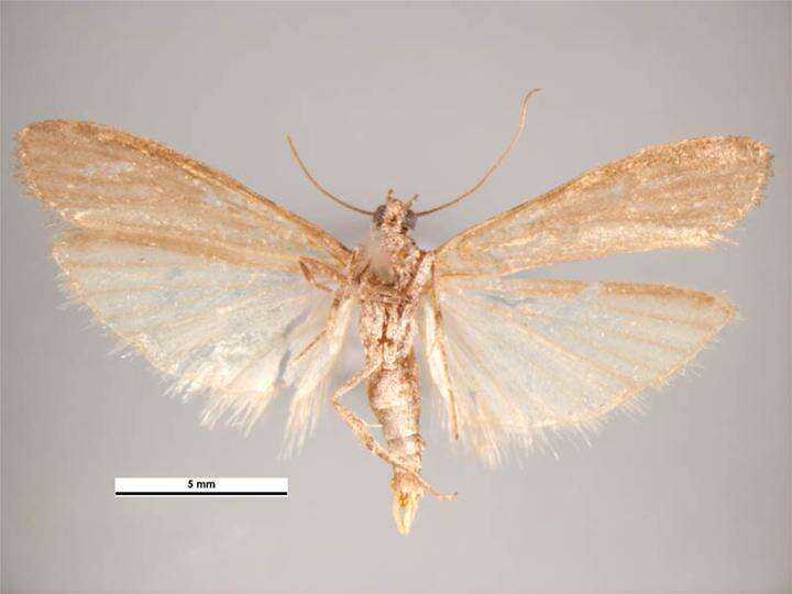 Image of Mediterranean Flour Moth