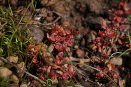 Image of California Waterwort