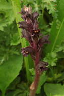 Imagem de Orobanche gamosepala Reuter