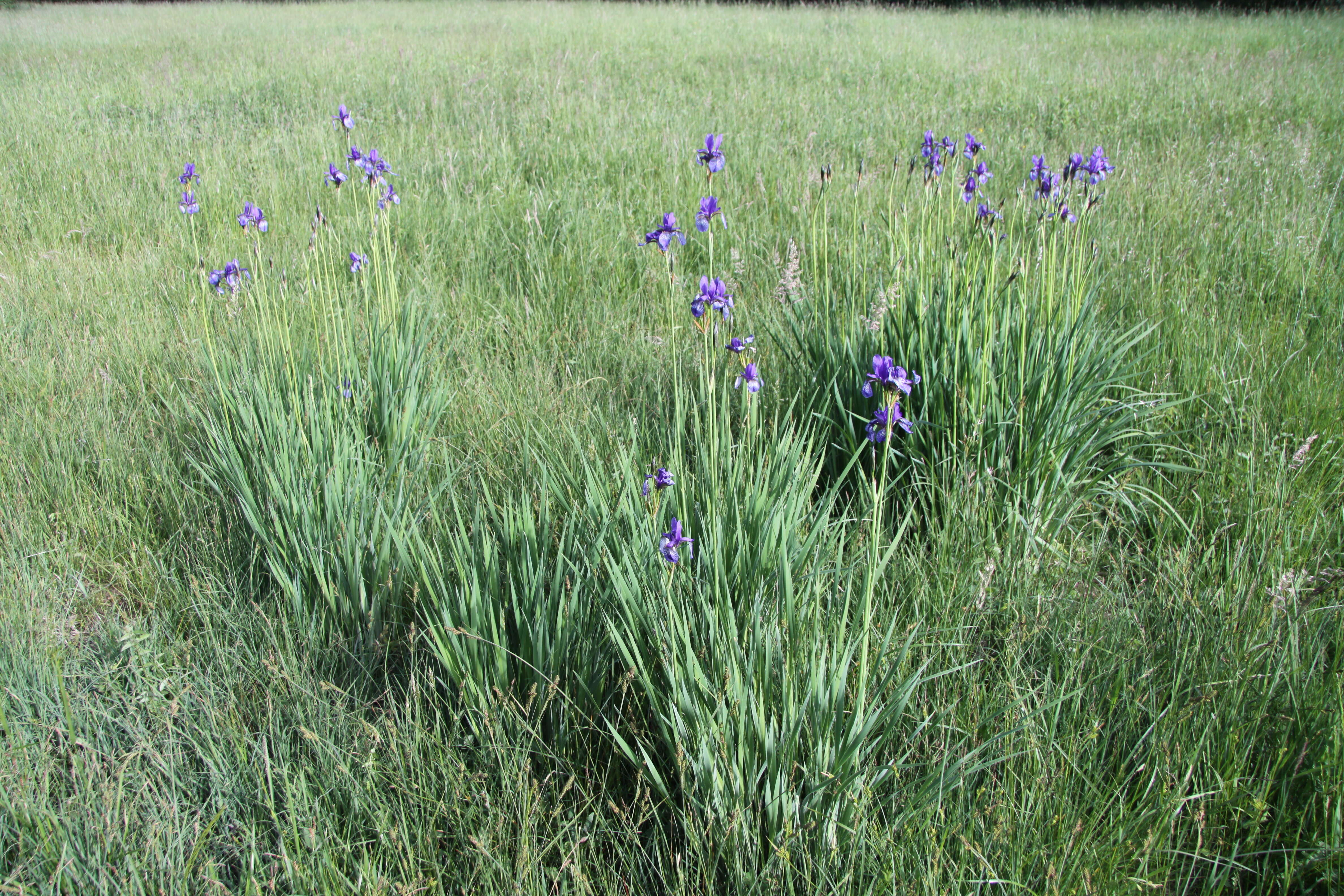 Image of German Iris