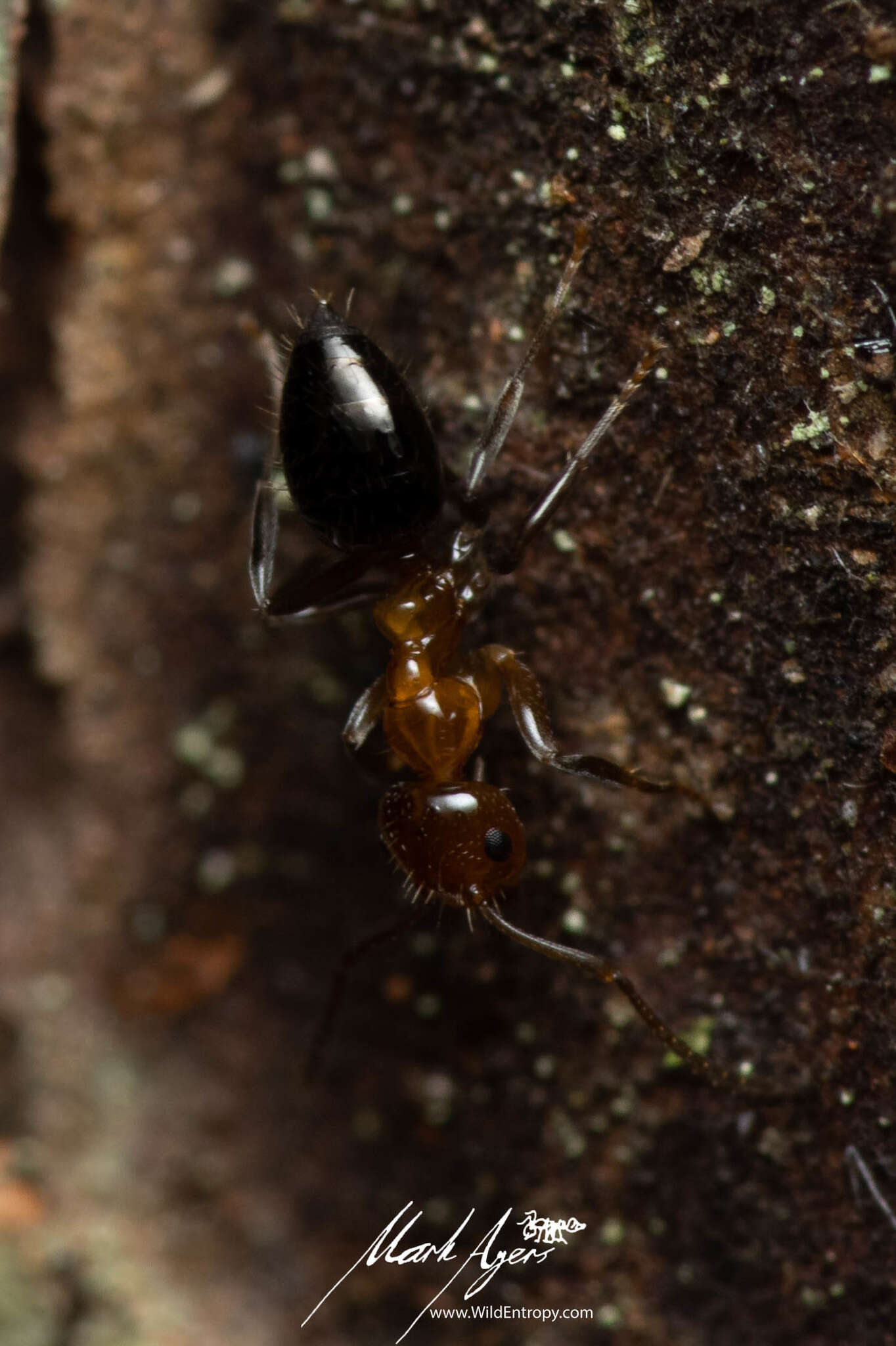 Image of Prolasius convexus McAreavey 1947