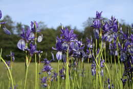 Image of German Iris