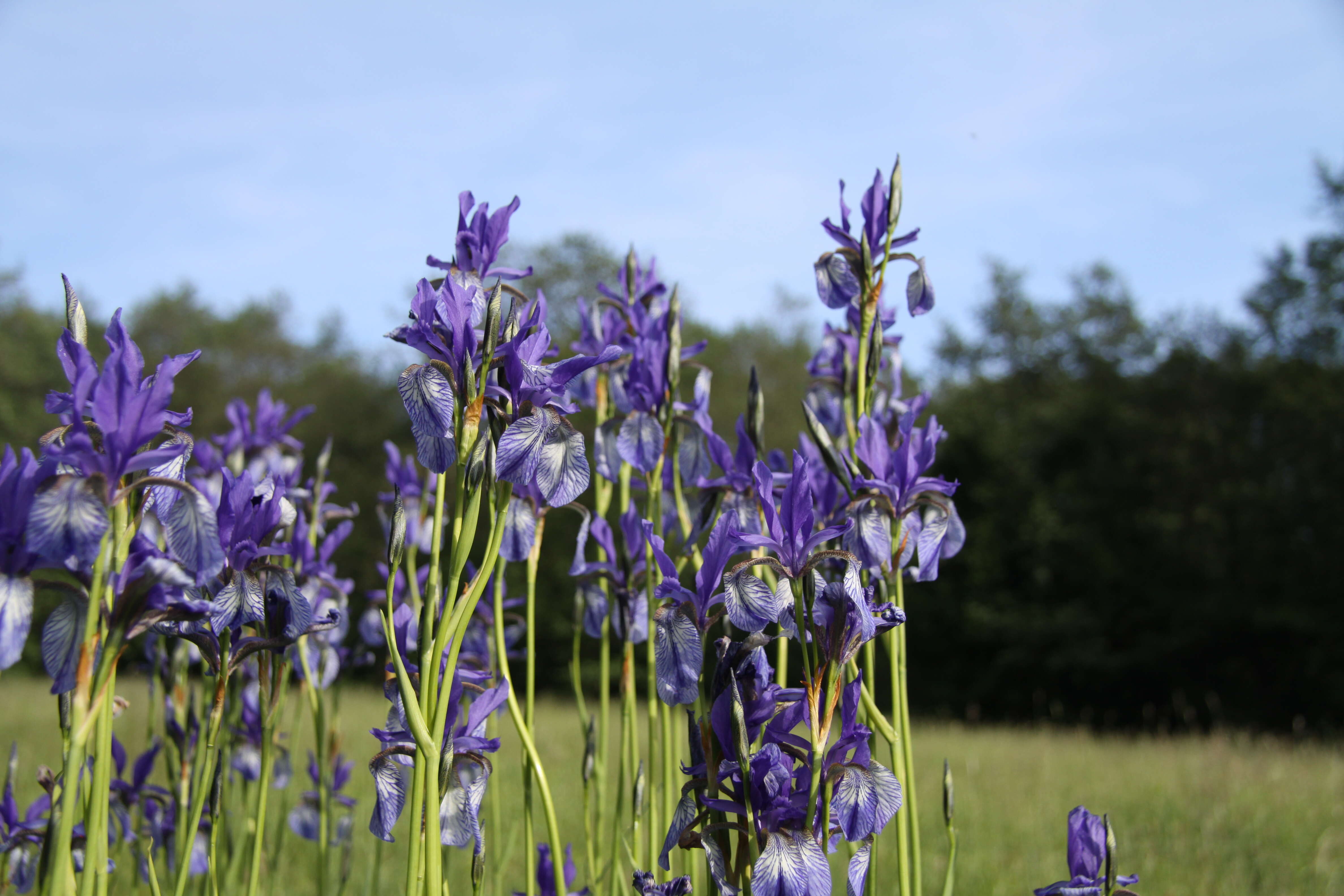 Image of German Iris